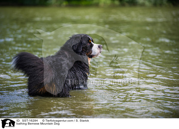 bathing Bernese Mountain Dog / SST-16284