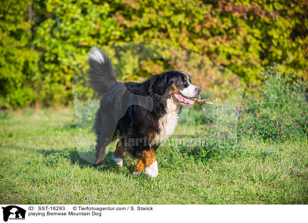 playing Bernese Mountain Dog / SST-16293