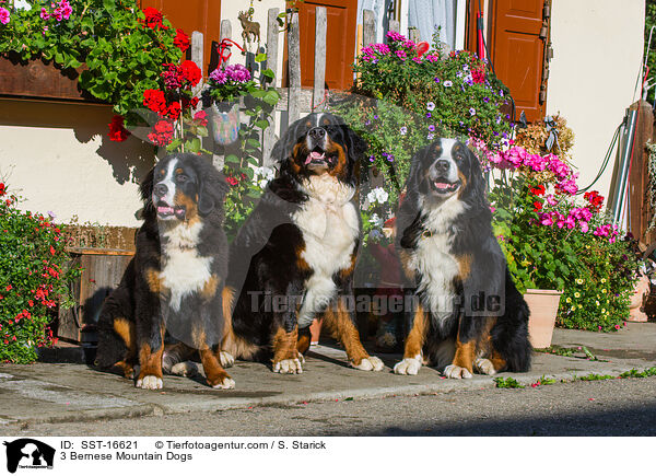 3 Bernese Mountain Dogs / SST-16621