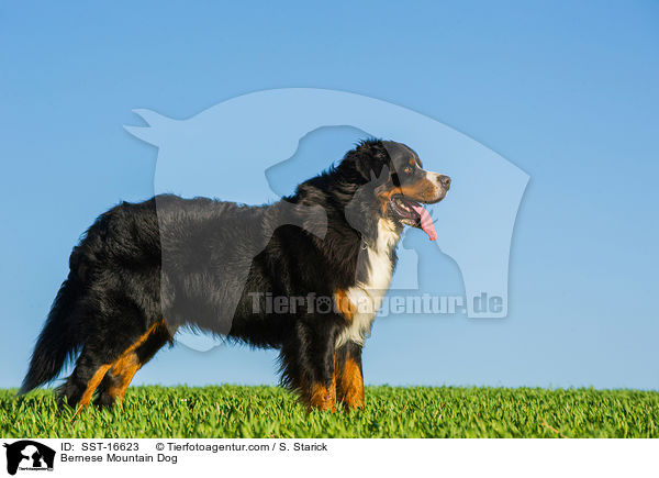 Bernese Mountain Dog / SST-16623