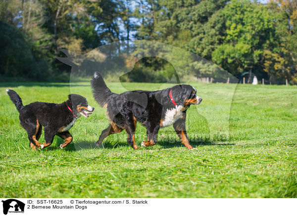 2 Bernese Mountain Dogs / SST-16625