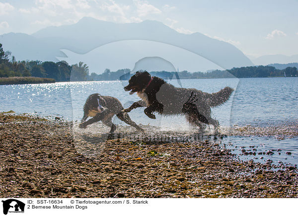 2 Bernese Mountain Dogs / SST-16634