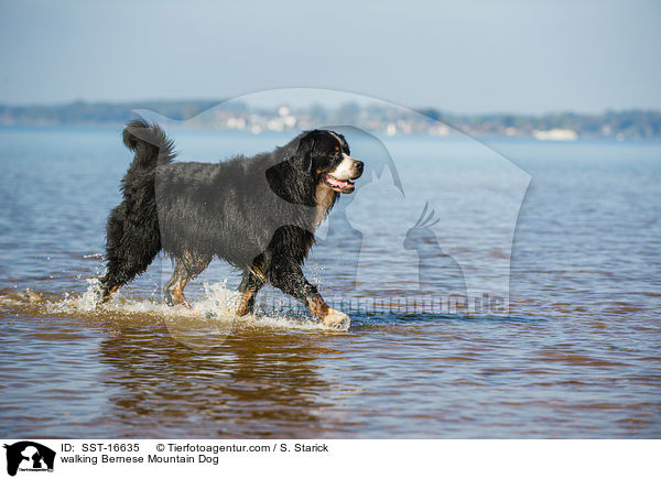 walking Bernese Mountain Dog / SST-16635