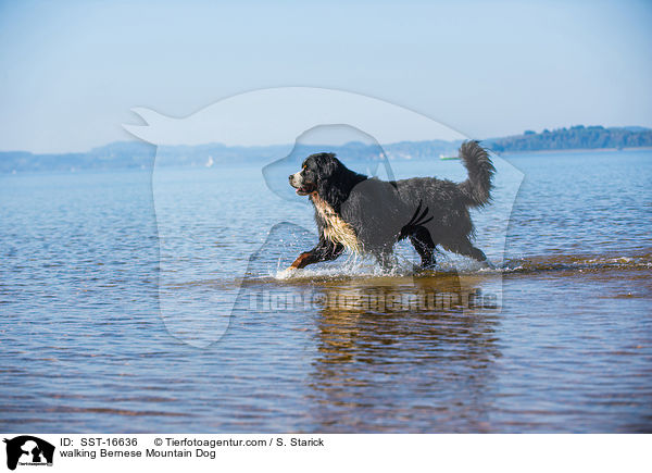 walking Bernese Mountain Dog / SST-16636