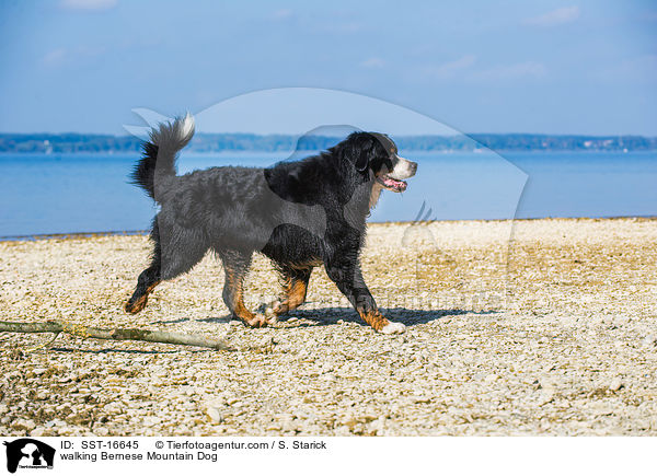 walking Bernese Mountain Dog / SST-16645