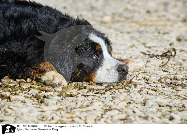 lying Bernese Mountain Dog / SST-16646