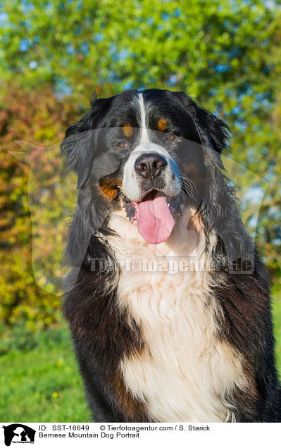 Bernese Mountain Dog Portrait / SST-16649