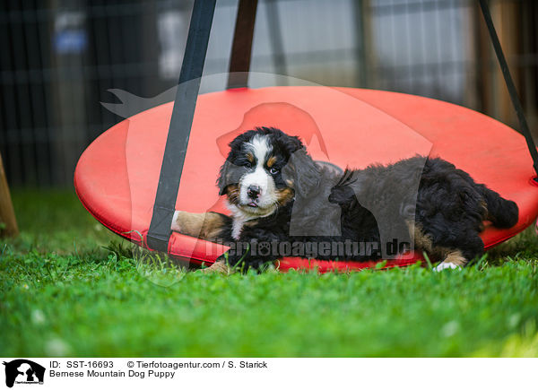 Bernese Mountain Dog Puppy / SST-16693