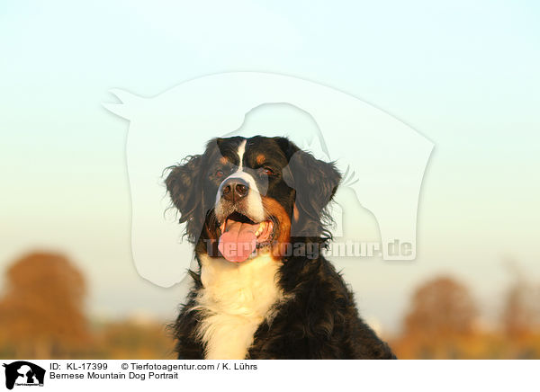 Bernese Mountain Dog Portrait / KL-17399