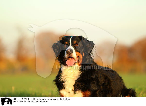 Bernese Mountain Dog Portrait / KL-17404