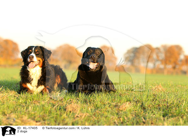 2 dogs / KL-17405