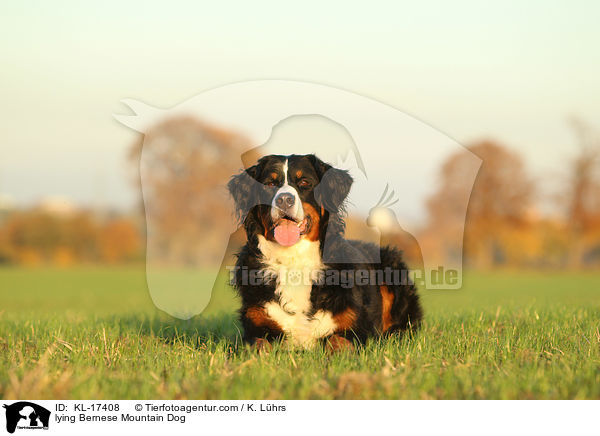 lying Bernese Mountain Dog / KL-17408
