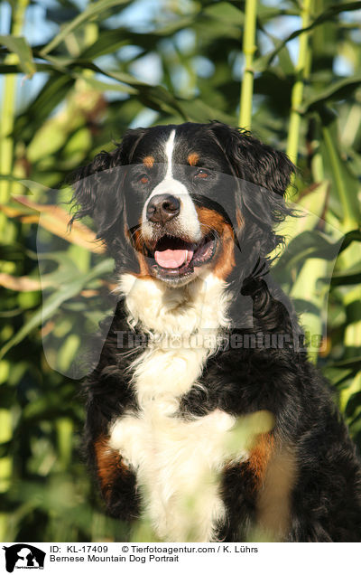 Bernese Mountain Dog Portrait / KL-17409