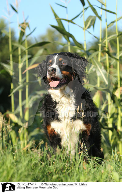 sitting Bernese Mountain Dog / KL-17414