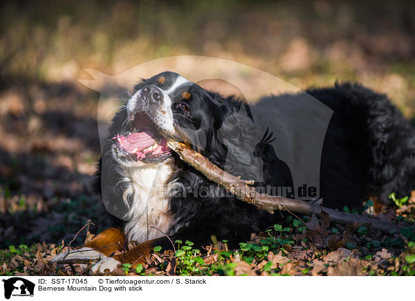 Bernese Mountain Dog with stick / SST-17045