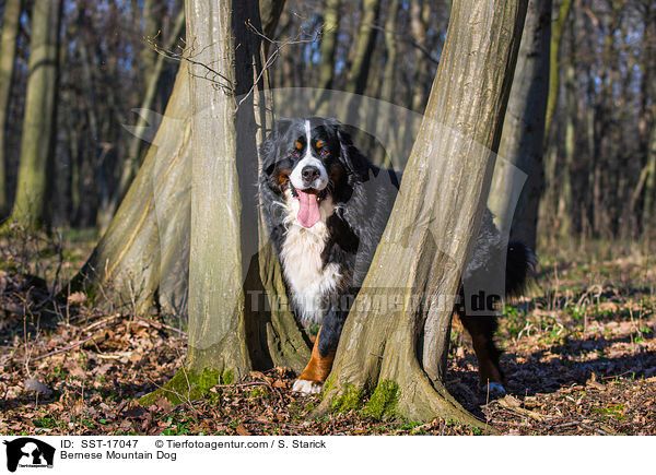 Bernese Mountain Dog / SST-17047