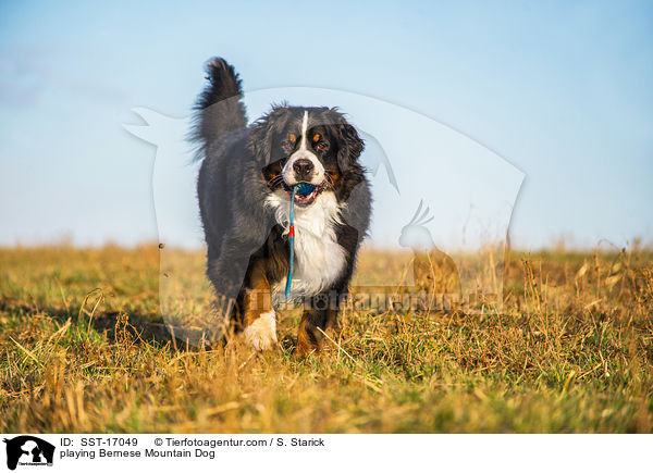 playing Bernese Mountain Dog / SST-17049