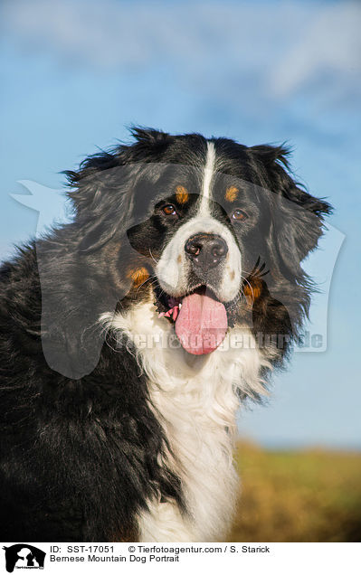 Bernese Mountain Dog Portrait / SST-17051