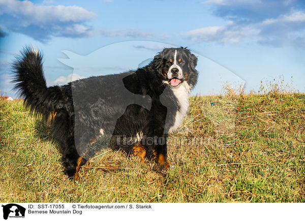 Bernese Mountain Dog / SST-17055