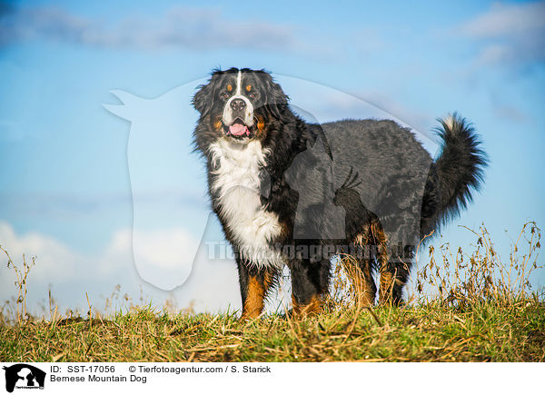 Bernese Mountain Dog / SST-17056