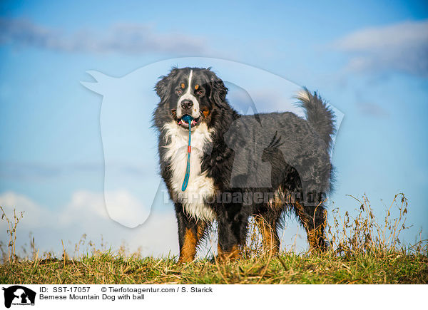 Bernese Mountain Dog with ball / SST-17057