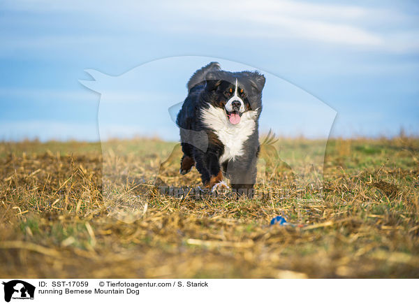 running Bernese Mountain Dog / SST-17059