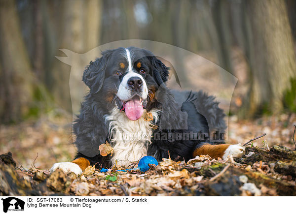 lying Bernese Mountain Dog / SST-17063