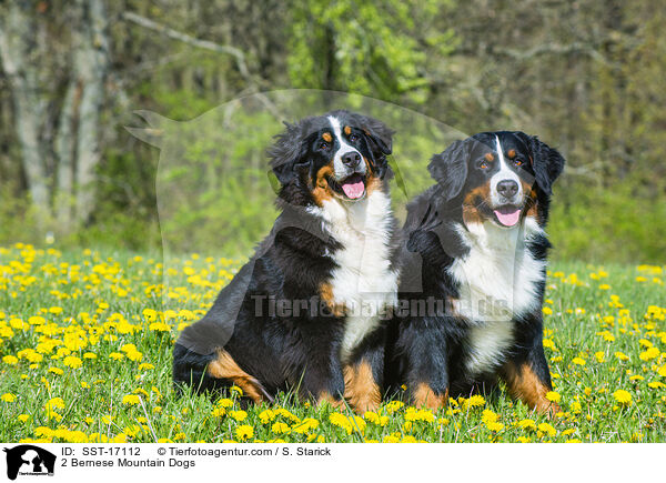 2 Bernese Mountain Dogs / SST-17112