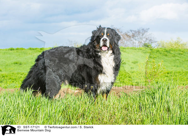 Bernese Mountain Dog / SST-17121