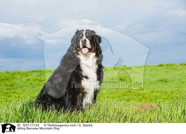 sitting Bernese Mountain Dog / SST-17124