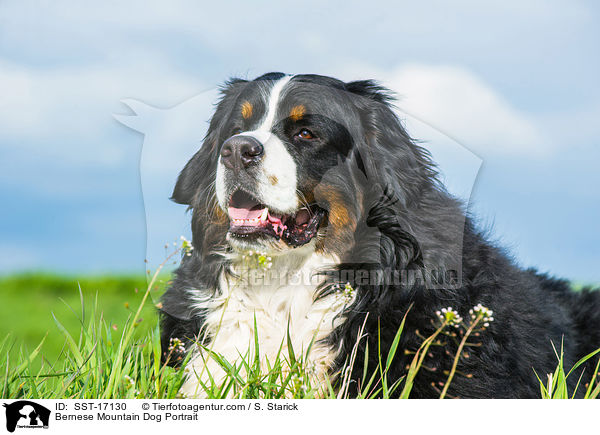 Bernese Mountain Dog Portrait / SST-17130