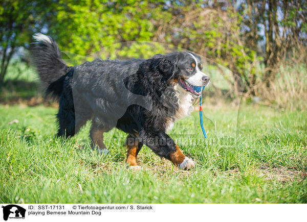 playing Bernese Mountain Dog / SST-17131