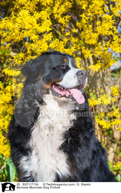 Bernese Mountain Dog Portrait / SST-17134