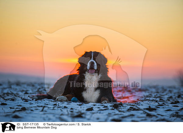 lying Bernese Mountain Dog / SST-17135