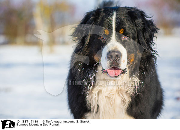 Bernese Mountain Dog Portrait / SST-17139