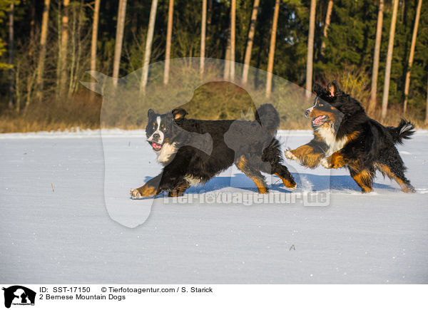 2 Bernese Mountain Dogs / SST-17150