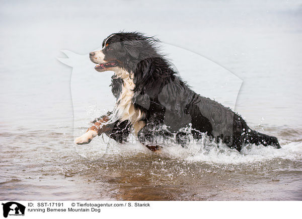 running Bernese Mountain Dog / SST-17191