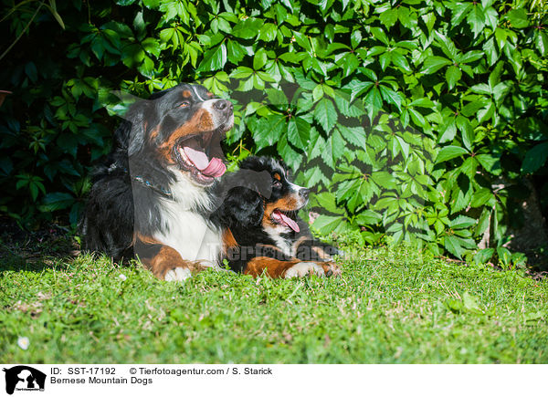 Berner Sennenhunde / Bernese Mountain Dogs / SST-17192
