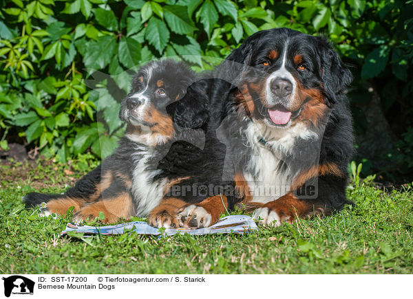 Bernese Mountain Dogs / SST-17200