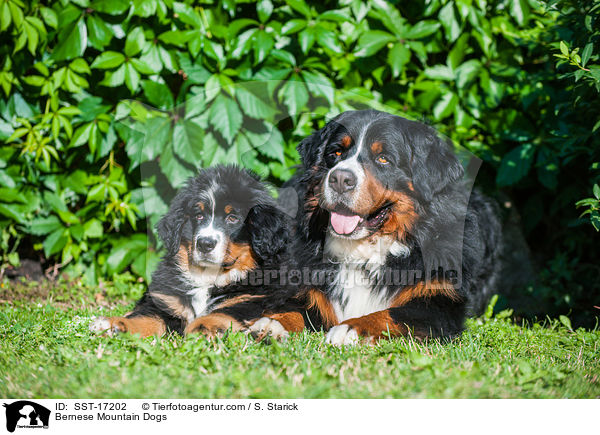 Bernese Mountain Dogs / SST-17202