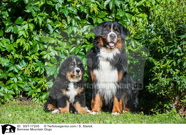 Bernese Mountain Dogs / SST-17205