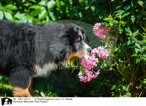 Bernese Mountain Dog Puppy / SST-17211