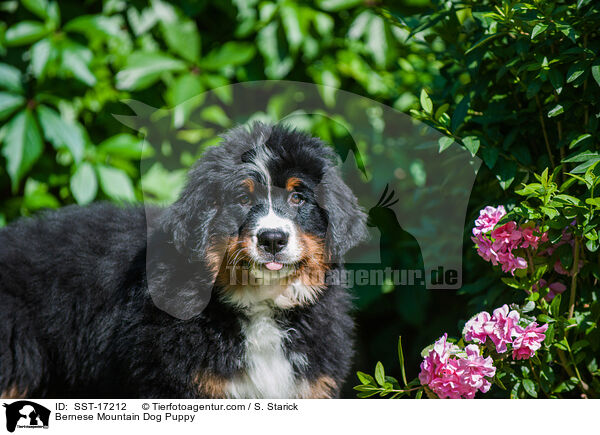 Bernese Mountain Dog Puppy / SST-17212