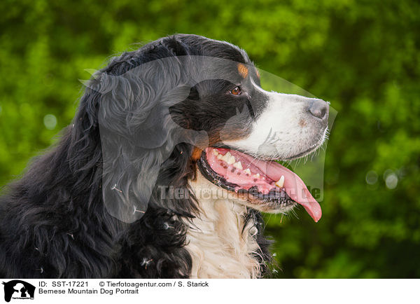 Bernese Mountain Dog Portrait / SST-17221