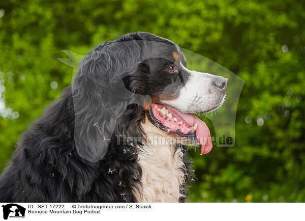 Bernese Mountain Dog Portrait / SST-17222