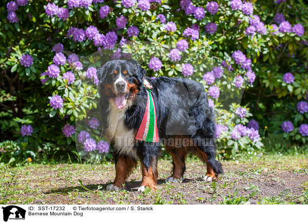 Bernese Mountain Dog / SST-17232