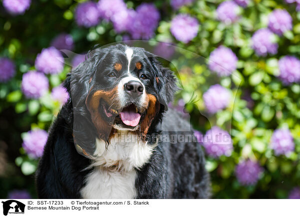 Bernese Mountain Dog Portrait / SST-17233