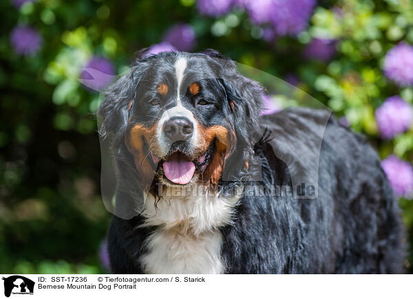 Bernese Mountain Dog Portrait / SST-17236