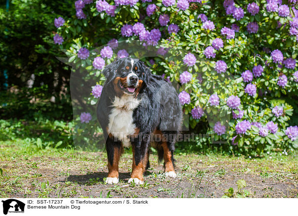 Bernese Mountain Dog / SST-17237