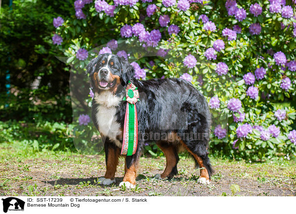 Bernese Mountain Dog / SST-17239